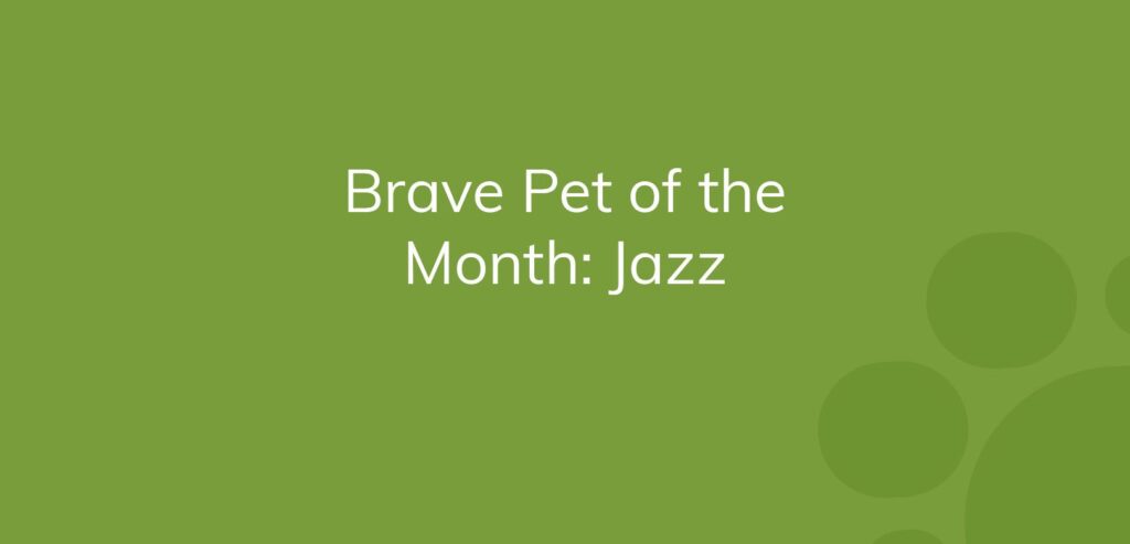 Text "Brave Pet of the Month: Jazz" on a green background.