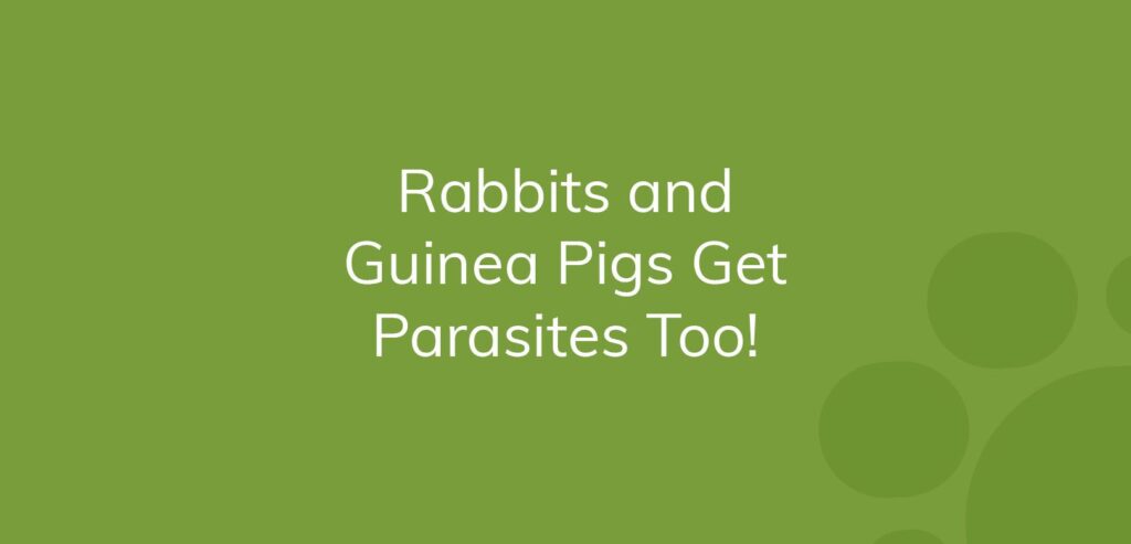 Text on a green background stating "Rabbits and Guinea Pigs Get Parasites Too!"