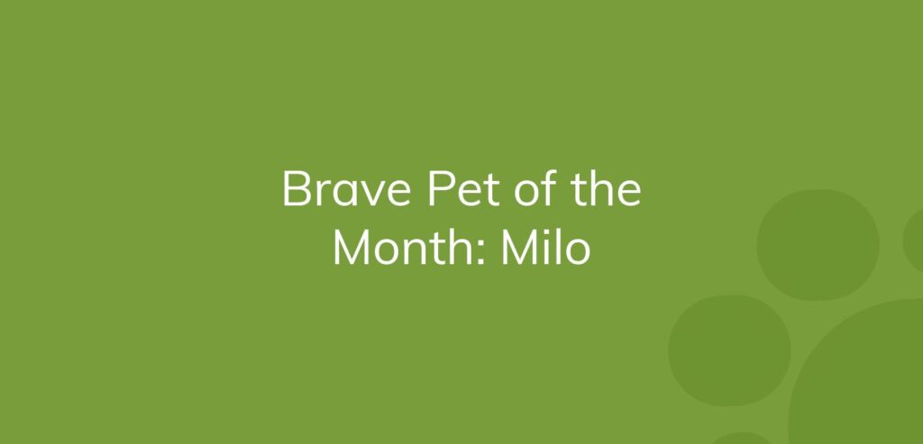 Text on green background: "Brave Pet of the Month: Milo"