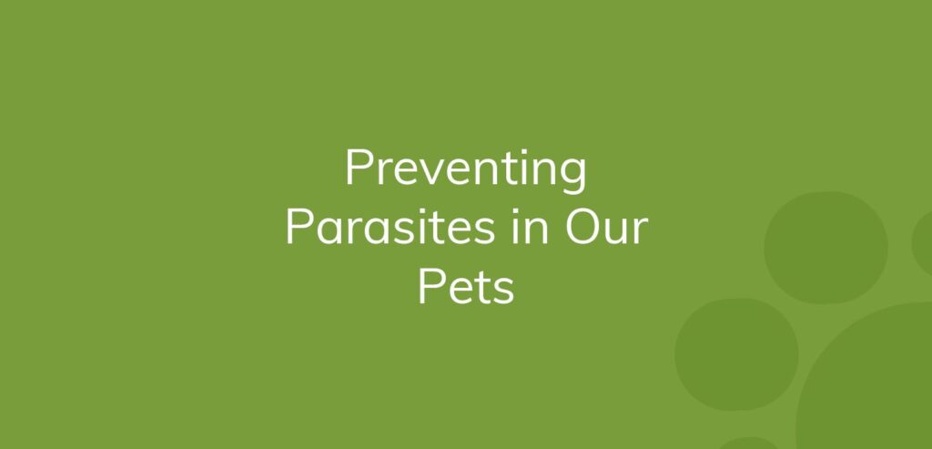 Text "Preventing Parasites in Our Pets" on a green background.