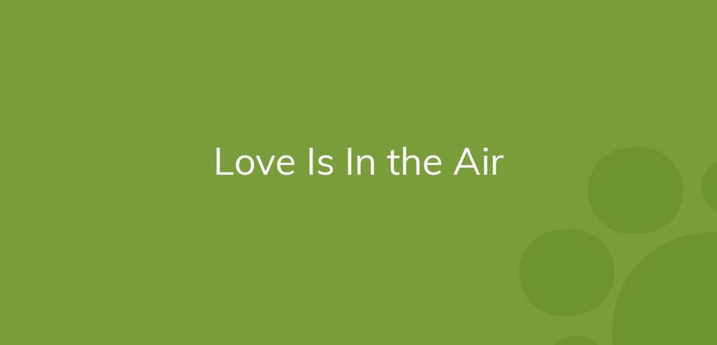 Text "Love Is In the Air" on a green background with bubbles.