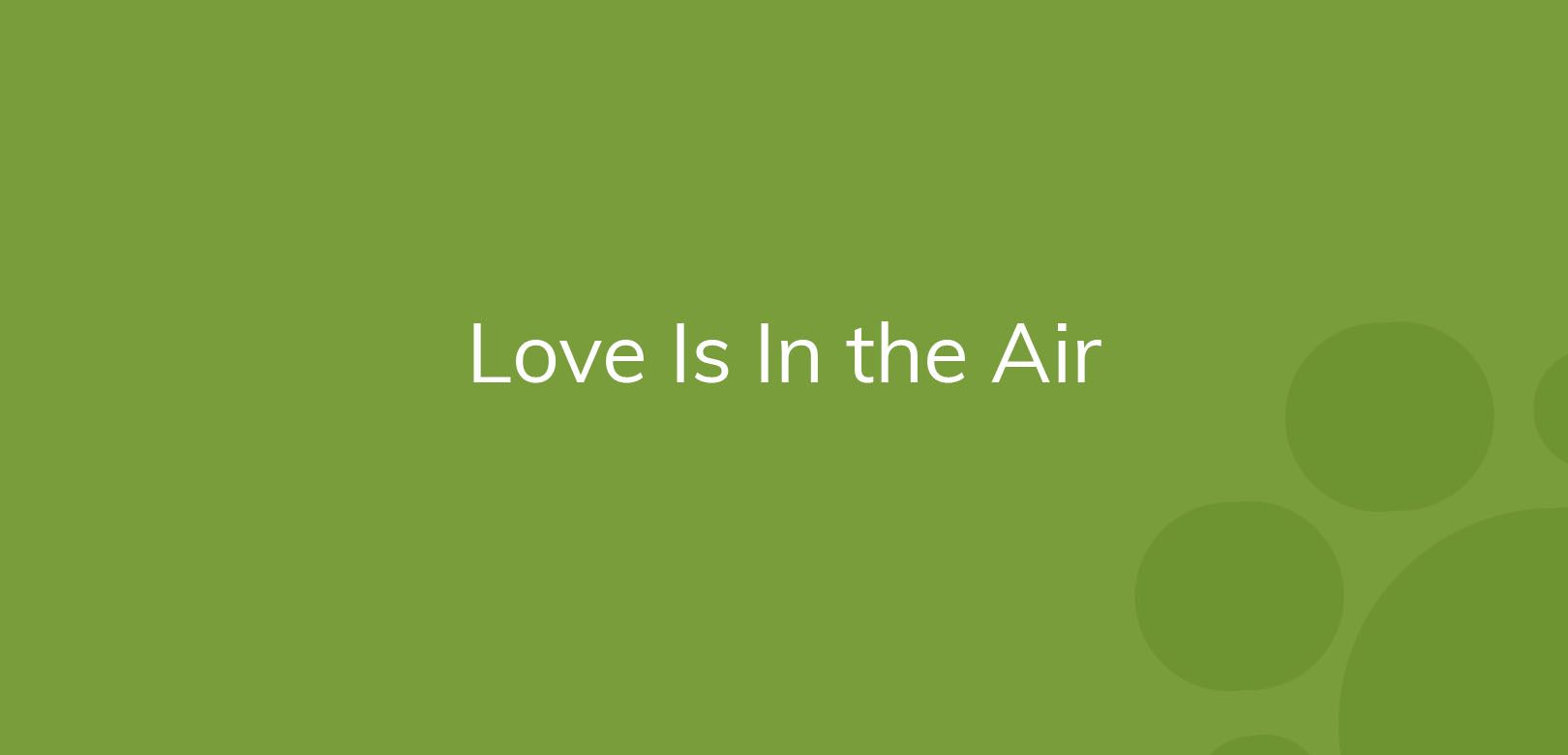 Text "Love Is In the Air" on a green background with bubbles.