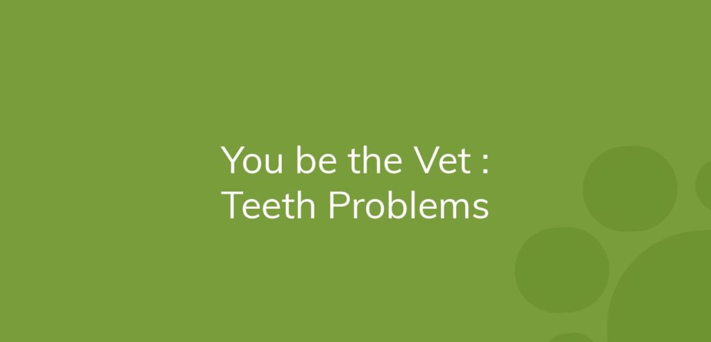 Green background with text "You be the Vet: Teeth Problems".