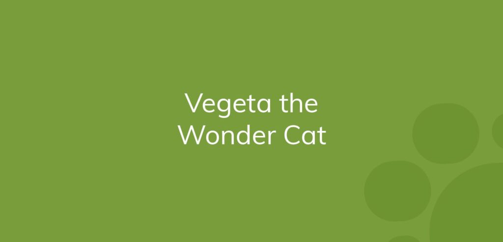 Text "Vegeta the Wonder Cat" on a plain green background.