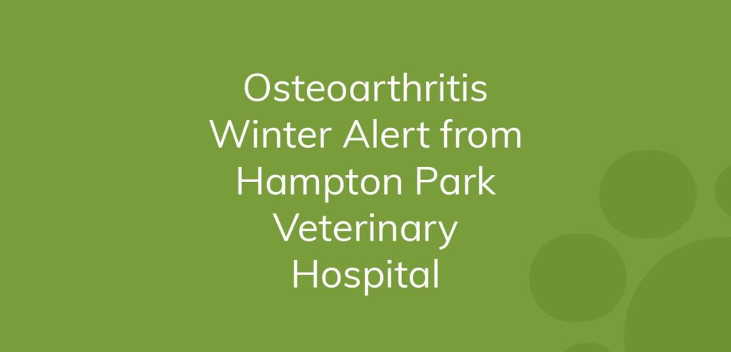 Text on green background announcing osteoarthritis winter alert from Hampton Park Veterinary Hospital.