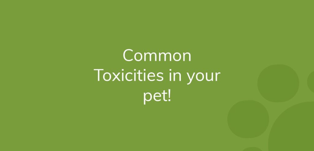 Text "Common Toxicities in your pet!" on a green background.