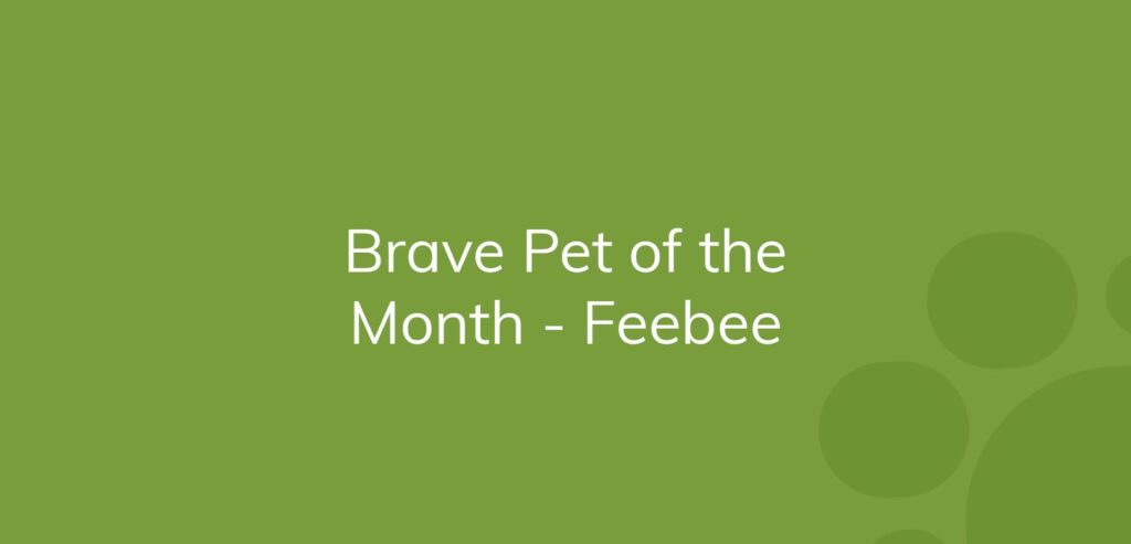 Text on green background reading "Brave Pet of the Month - Feebee."