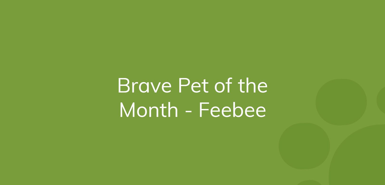 Text on green background reading "Brave Pet of the Month - Feebee."