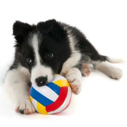 Black and white Border Collie puppy lying down with a colorful ball.