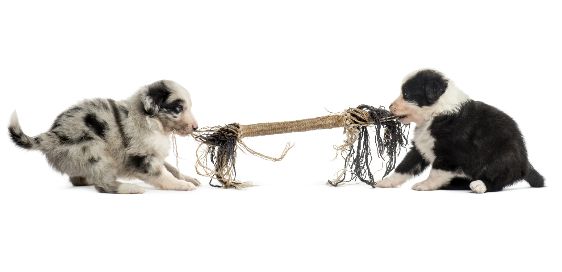 Two puppies playfully tugging on a rope.