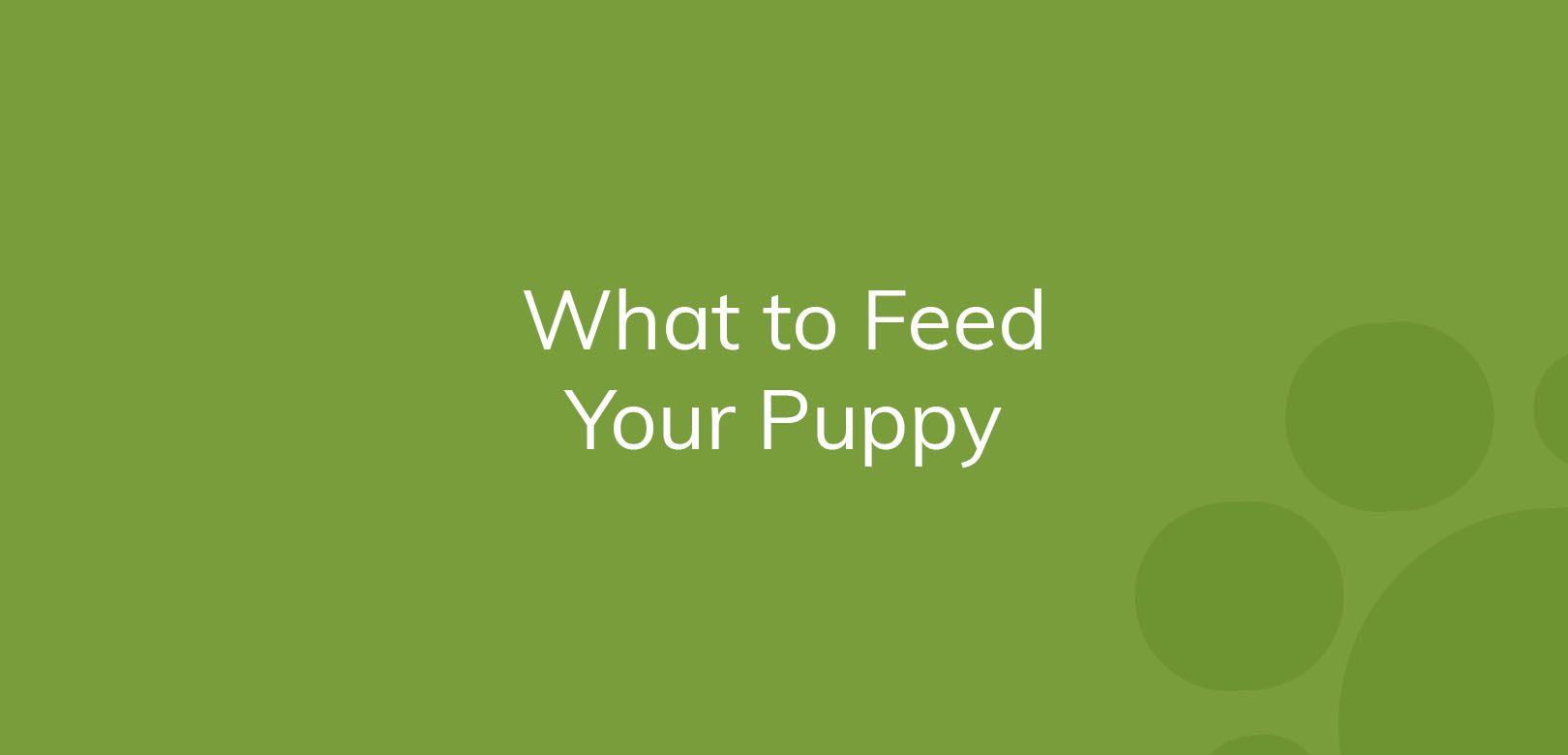 Text on green background reading "What to Feed Your Puppy".