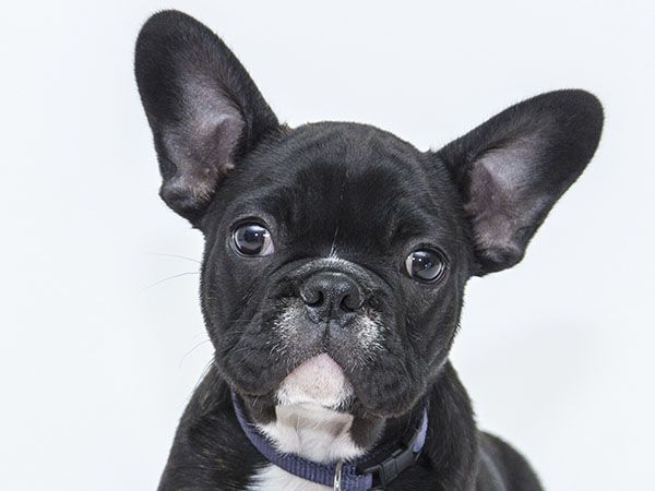 Close-up of a black French Bulldog puppy with alert ears and a blue collar.