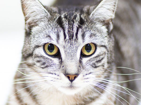 Close-up view of a gray tabby cat with striking yellow eyes.