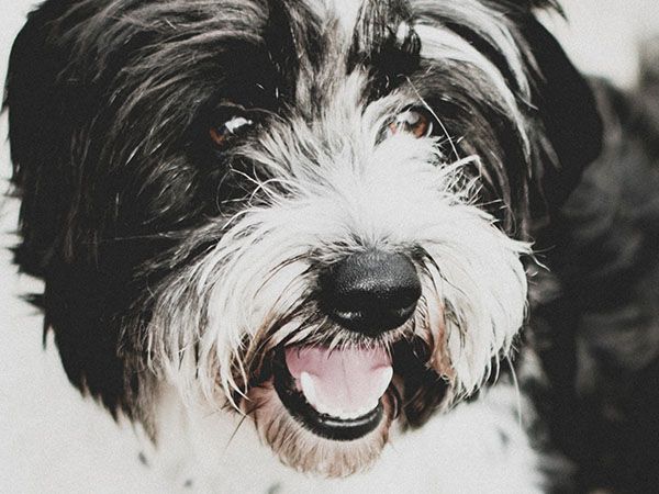 Close-up of a happy black and white dog with a fluffy face, smiling.