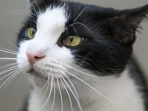 Close-up of a black and white cat with striking yellow eyes.