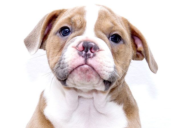 Brown and white puppy with a solemn expression looking directly at the camera.