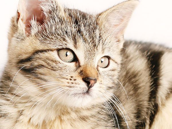 Close-up of a tabby kitten with green eyes looking to the side.