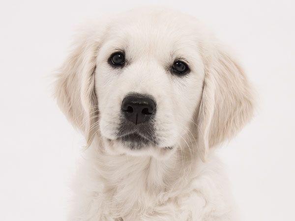 Close-up of a young white Golden Retriever puppy looking directly at the camera.