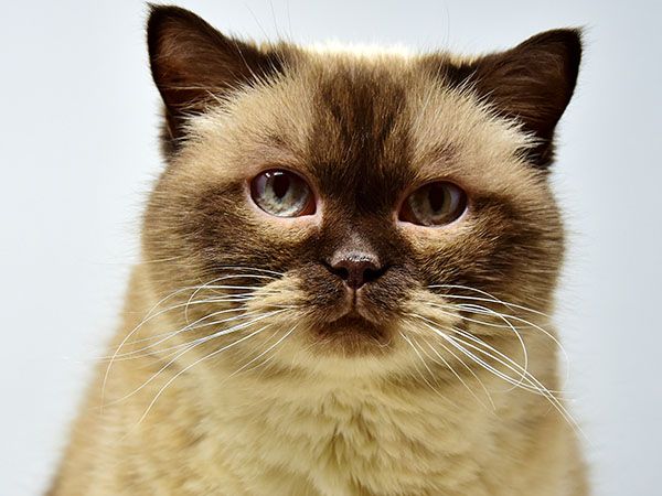 Close-up of a Siamese cat with dark brown face and blue eyes.