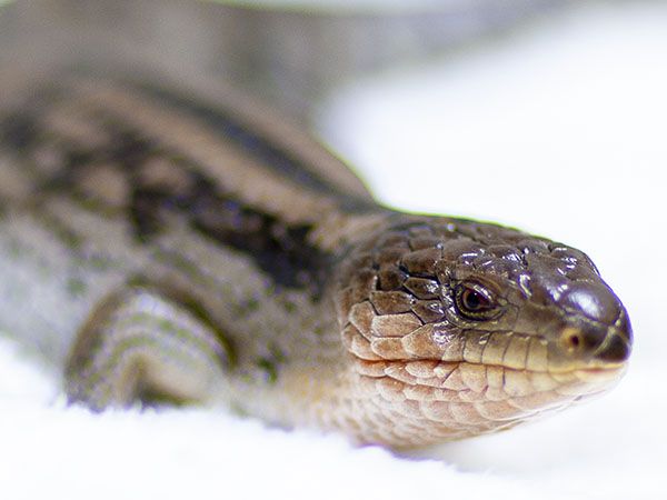 Close-up of a brown skink lizard with a glossy eye and textured scales.