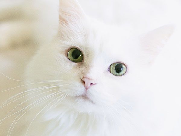 Close-up of a white cat with vivid green eyes looking at the camera.