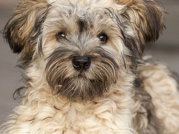 Close-up of a scruffy small dog with a soulful expression.