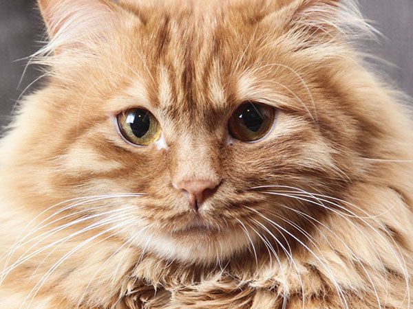Close-up of a fluffy, orange tabby cat with striking amber eyes.