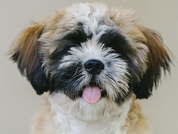 Close-up of a fluffy brown and white dog with its tongue out.