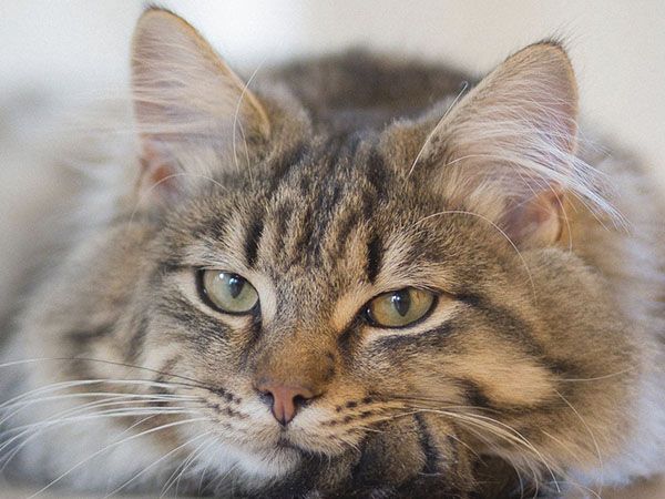 Close-up of a fluffy tabby cat with striking green eyes.