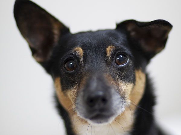 Close-up of a black and tan dog with large ears and expressive eyes.