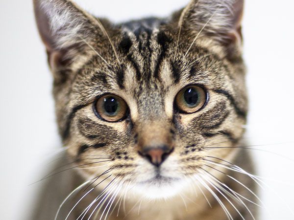 Close-up of a tabby cat with striking green eyes.
