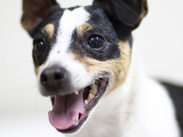 Close-up of a happy tricolor Jack Russell Terrier with an open mouth.