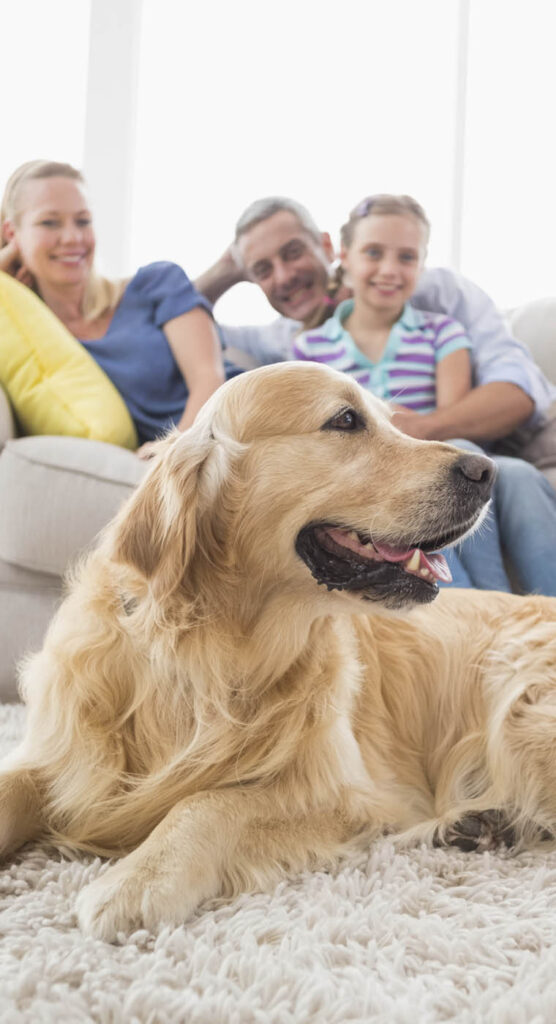 Golden Retriever lying on a rug with a smiling family sitting on a couch behind it.