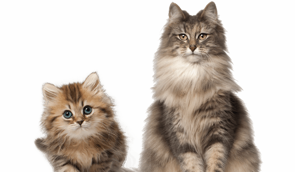 Two fluffy cats, one small kitten with blue eyes and a larger long-haired adult.