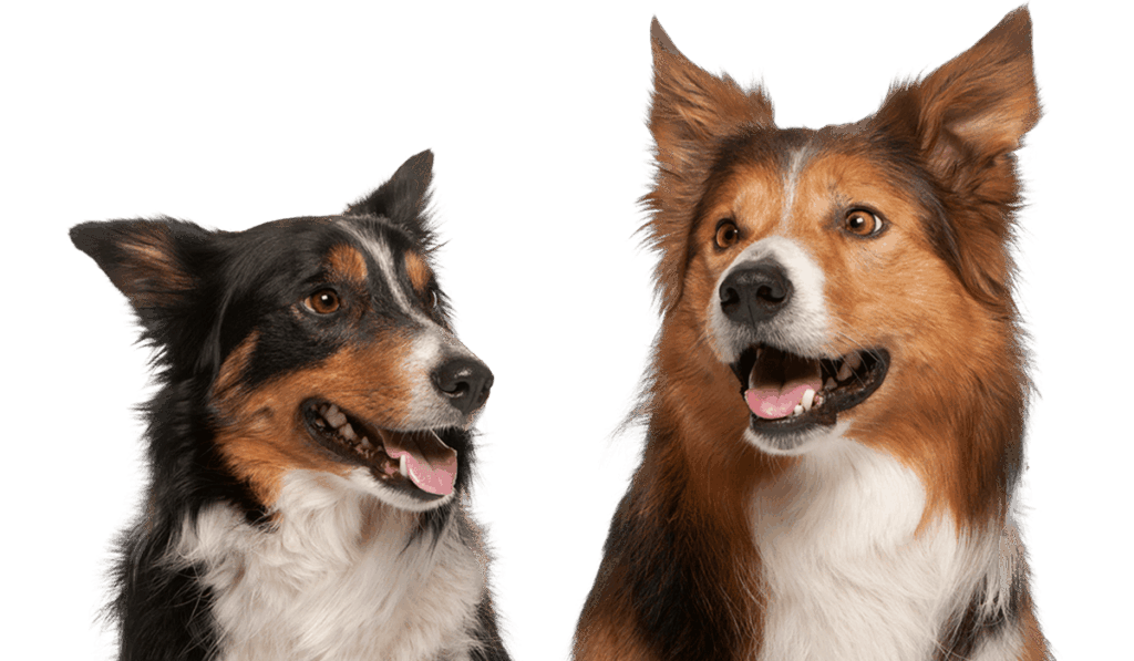 Two dogs, one black and tan, one red and white, smiling with open mouths.