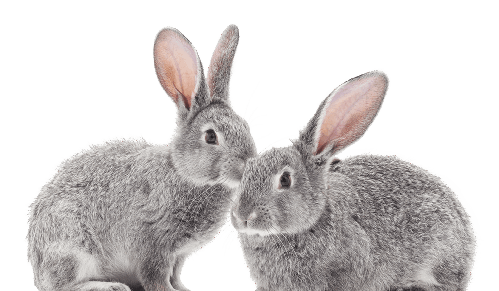 Two grey rabbits close together, one facing left, the other right.