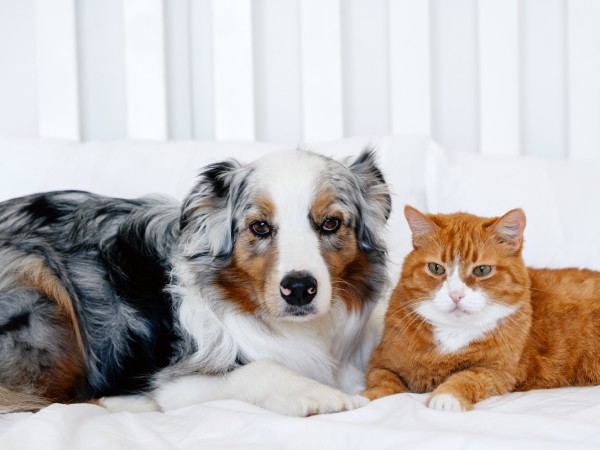 A tricolor Australian Shepherd dog lying next to an orange tabby cat on a white bed.
