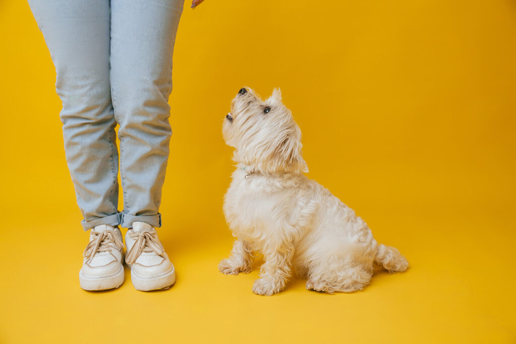 White dog sitting and looking up at a person in jeans and sneakers against a yellow background.