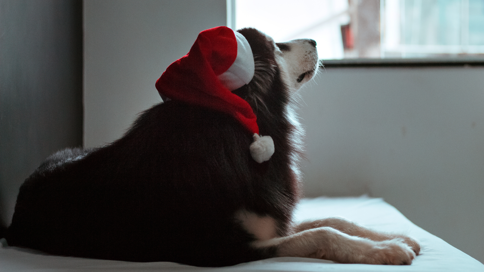 Dog in a Santa hat looking out a window.