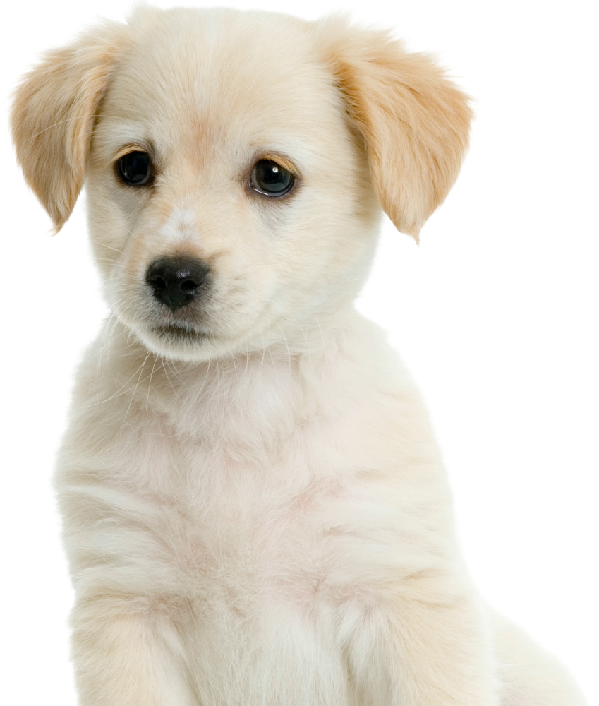 labrador-retriver-cream-2026-01-05-04-42-38-utc (1)