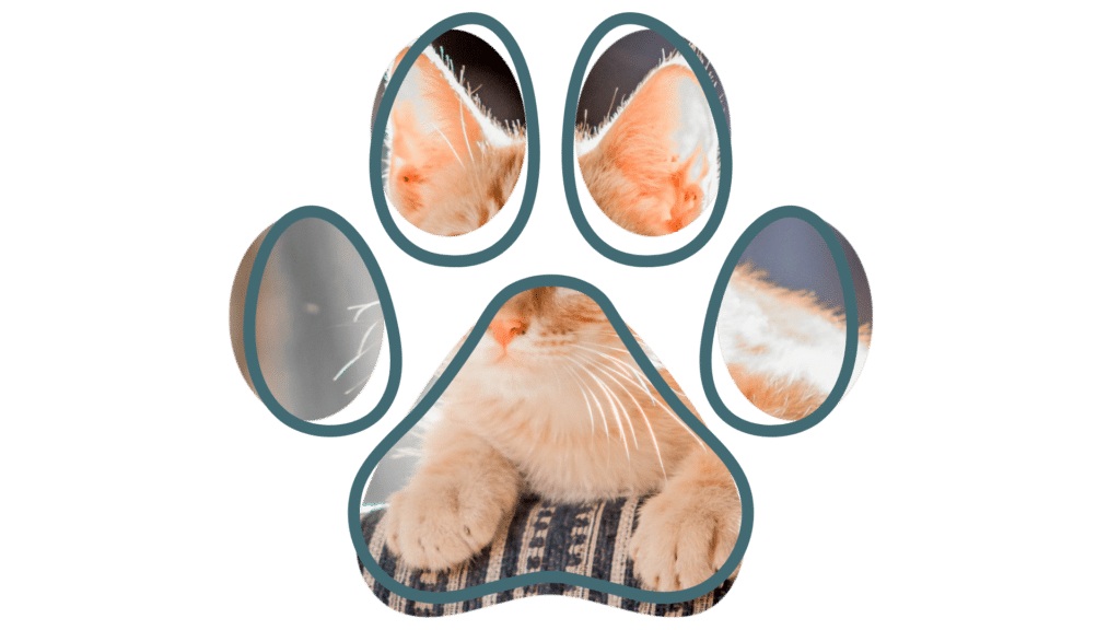 Vet near me Hampton Park Veterinary Hospital pet exam Hampton Park Lynbrook Narre Warren South