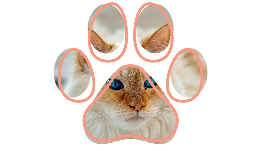 Vet near me Hampton Park Veterinary Hospital happy pets Hampton Park VIC