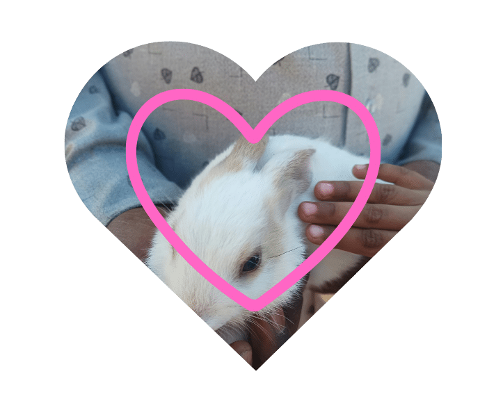 Behaviour-focused animal guidance at Hampton Park Veterinary Hospital