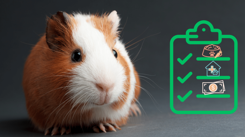 Guinea pig beside a new pet care checklist in Hampton Park, VIC