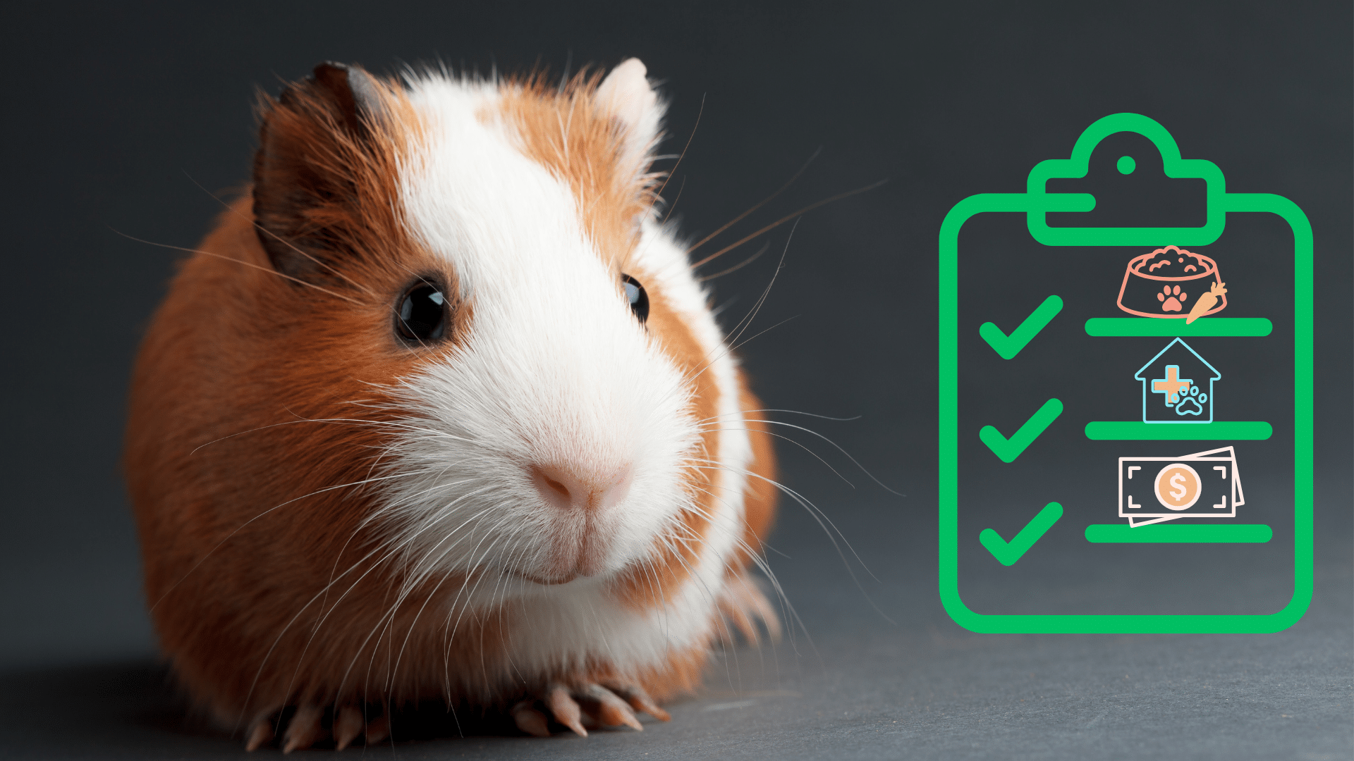 Guinea pig beside a new pet care checklist in Hampton Park, VIC