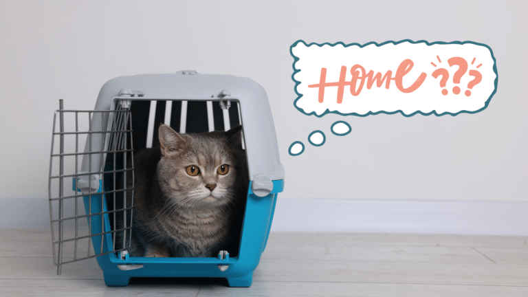 Cat in a carrier as a family prepares to bring their new pet home in Hampton Park