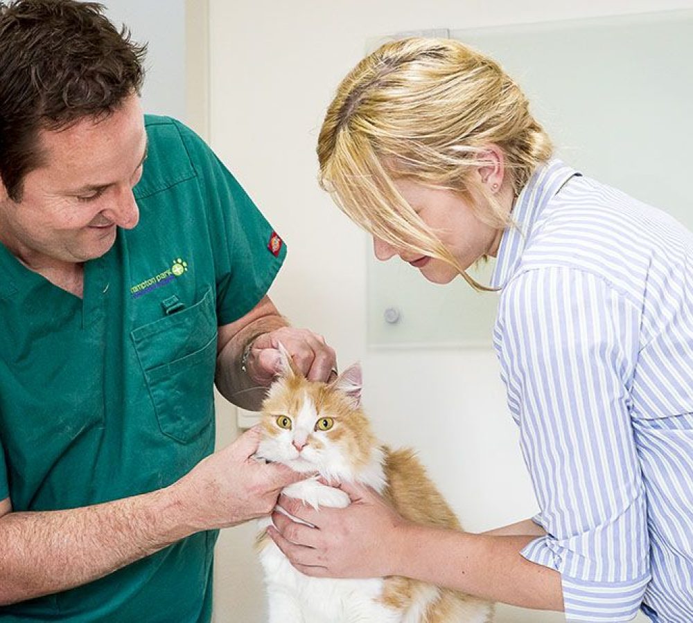 Two veterinarians examining a fluffy orange and white cat in a clinic.