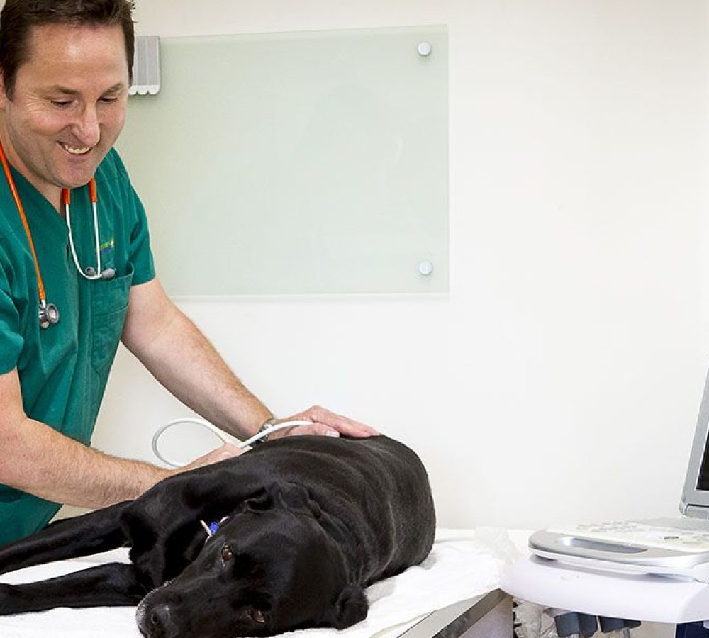 Veterinarian in green scrubs examining a black dog lying on an exam table next to an ultrasound machine.