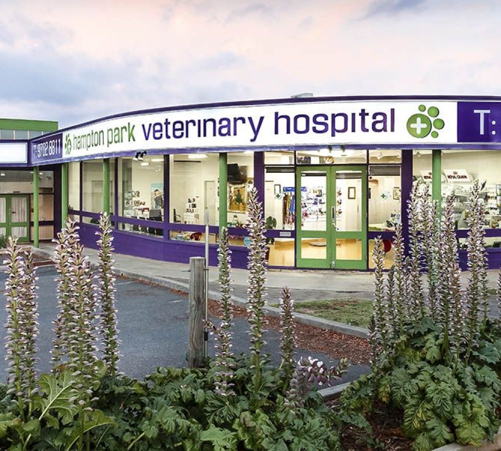 Exterior of Hampton Park Veterinary Hospital with purple signage and front garden.