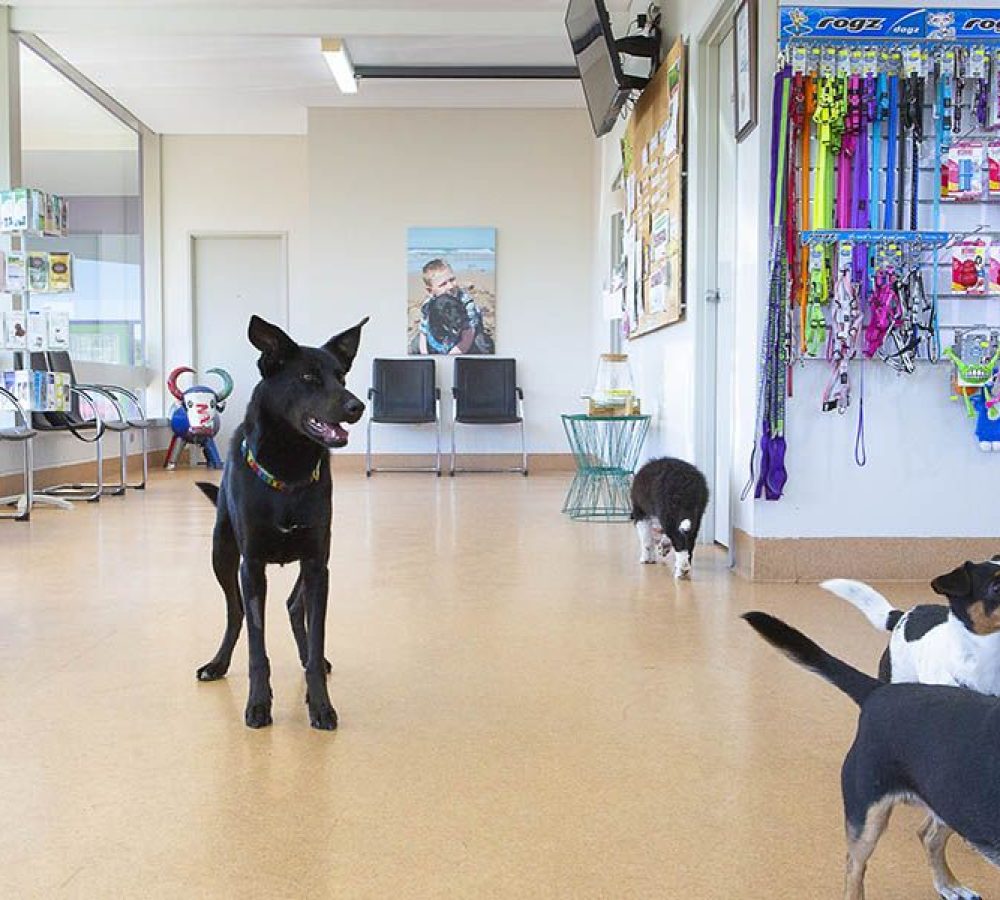 Four dogs and a cat in a pet store with toys and accessories on display.